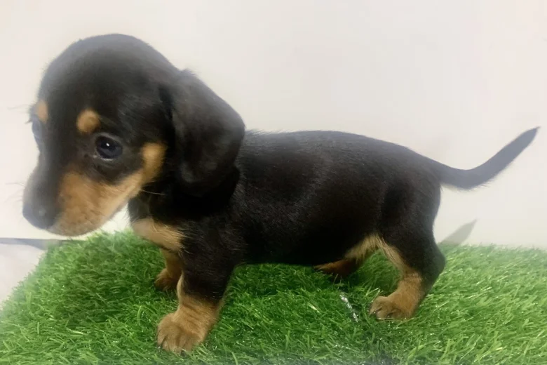Dachshund (Miniature Smooth Haired)