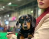 Dachshund (Miniature Smooth Haired)