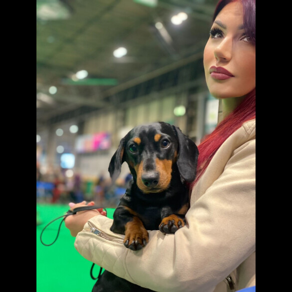 Dachshund (Miniature Smooth Haired)