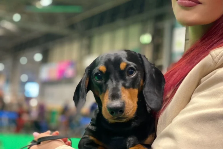Dachshund (Miniature Smooth Haired)