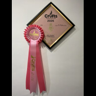 Dachshund (Miniature Smooth Haired)