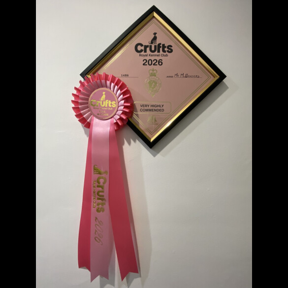 Dachshund (Miniature Smooth Haired)