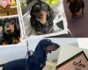 Dachshund (Miniature Smooth Haired)