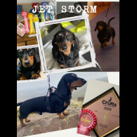 Dachshund (Miniature Smooth Haired)