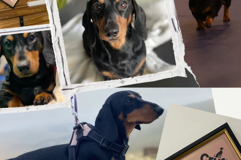 Dachshund (Miniature Smooth Haired)
