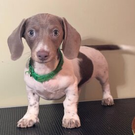Dachshund (Miniature Smooth Haired)