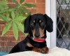 Dachshund (Miniature Smooth Haired)