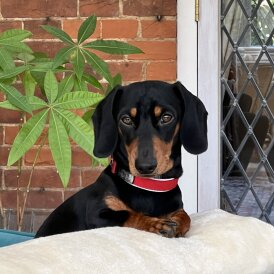 Dachshund (Miniature Smooth Haired)