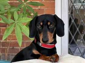 Dachshund (Miniature Smooth Haired)