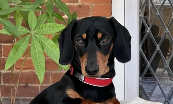 Dachshund (Miniature Smooth Haired)