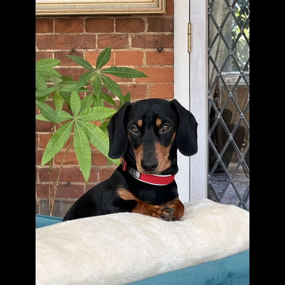 Dachshund (Miniature Smooth Haired)