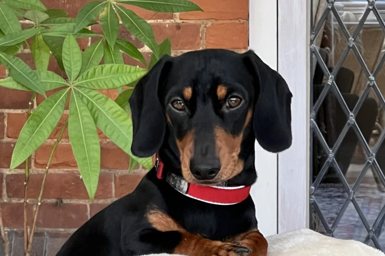 Dachshund (Miniature Smooth Haired)