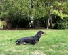 Dachshund (Miniature Smooth Haired)
