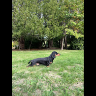 Dachshund (Miniature Smooth Haired)