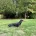 Dachshund (Miniature Smooth Haired)