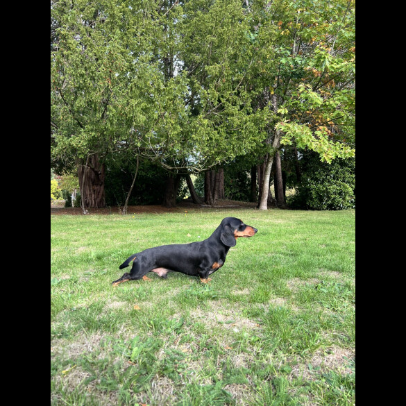 Dachshund (Miniature Smooth Haired)