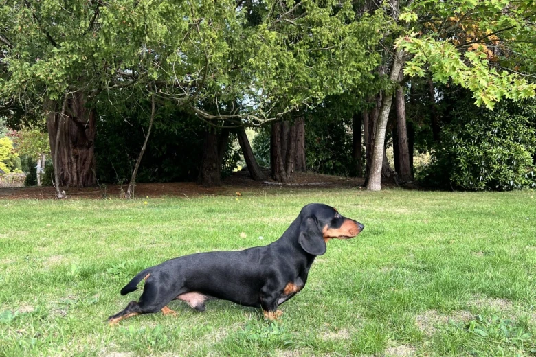 Dachshund (Miniature Smooth Haired)