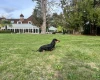 Dachshund (Miniature Smooth Haired)