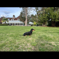 Dachshund (Miniature Smooth Haired)