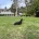 Dachshund (Miniature Smooth Haired)