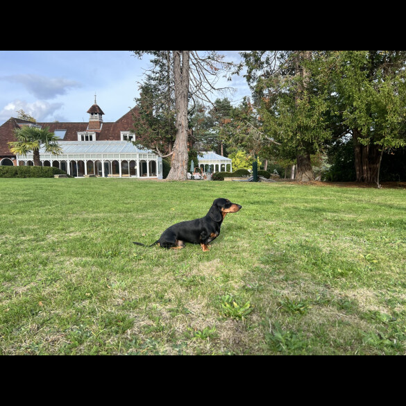Dachshund (Miniature Smooth Haired)