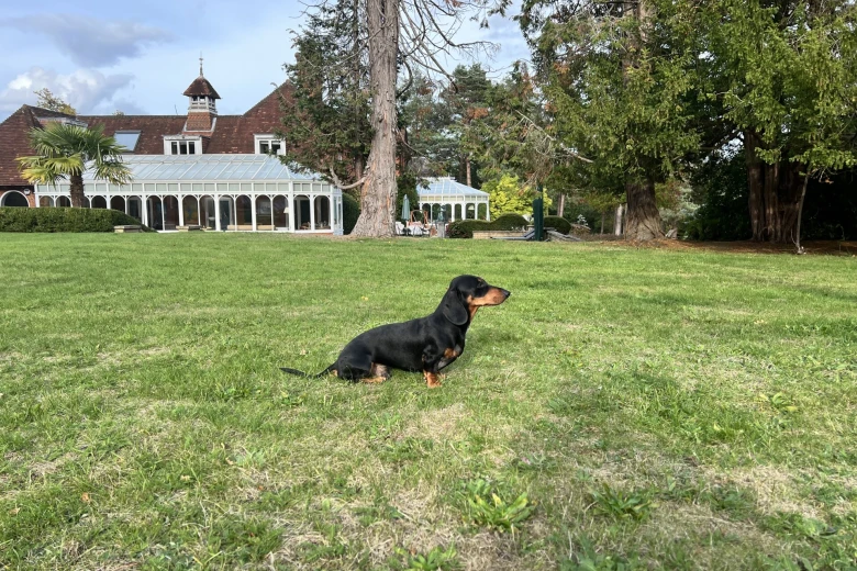 Dachshund (Miniature Smooth Haired)