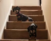 Dachshund (Miniature Smooth Haired)