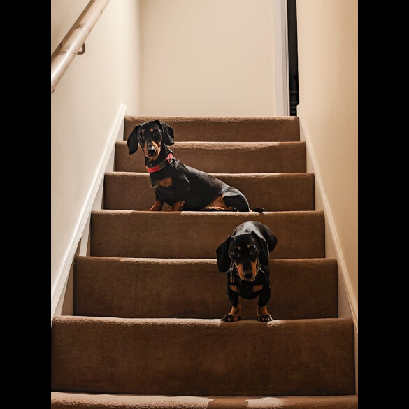 Dachshund (Miniature Smooth Haired)