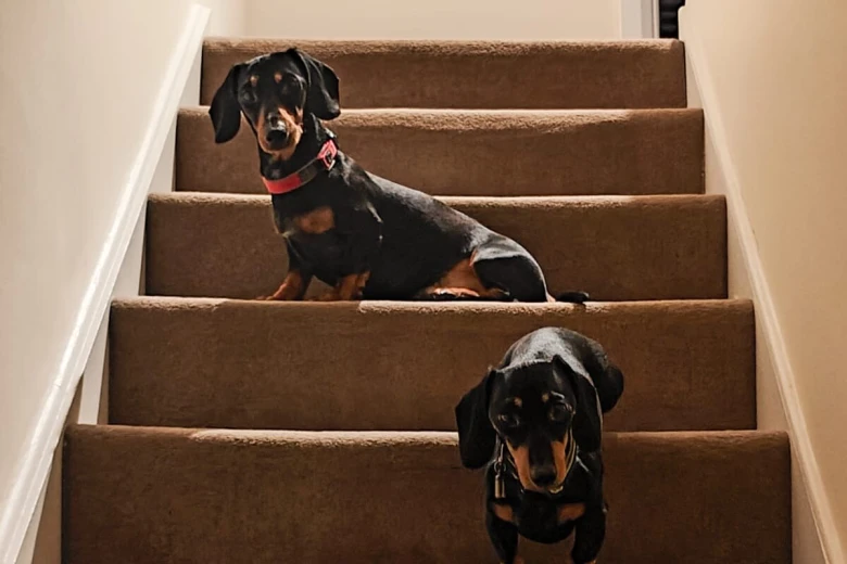 Dachshund (Miniature Smooth Haired)