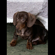 Dachshund (Miniature Smooth Haired)