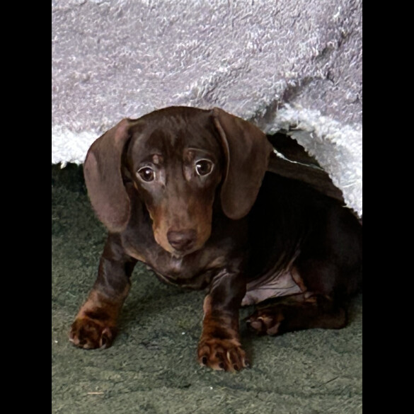 Dachshund (Miniature Smooth Haired)
