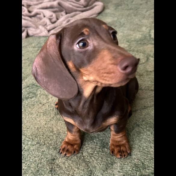 Dachshund (Miniature Smooth Haired)