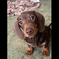 Dachshund (Miniature Smooth Haired)