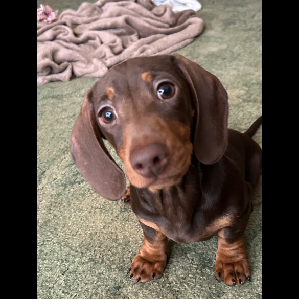Dachshund (Miniature Smooth Haired)