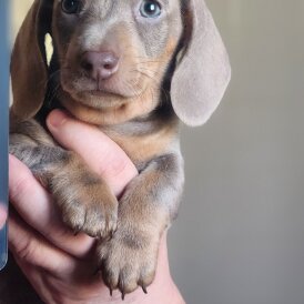 Dachshund (Miniature Smooth Haired)