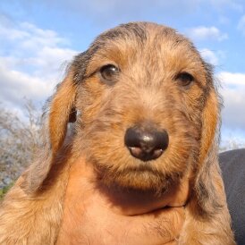 Dachshund (Miniature Wire Haired)