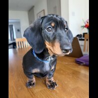 Dachshund (Smooth Haired)