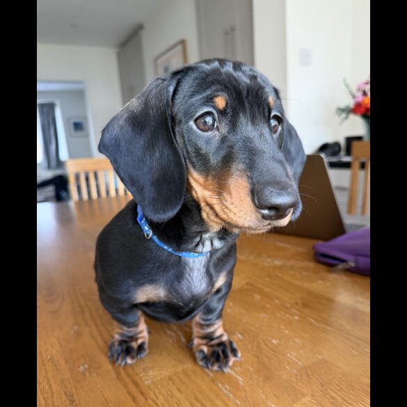 Dachshund (Smooth Haired)