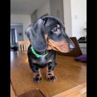 Dachshund (Smooth Haired)