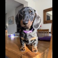 Dachshund (Smooth Haired)
