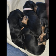 Dachshund (Smooth Haired)