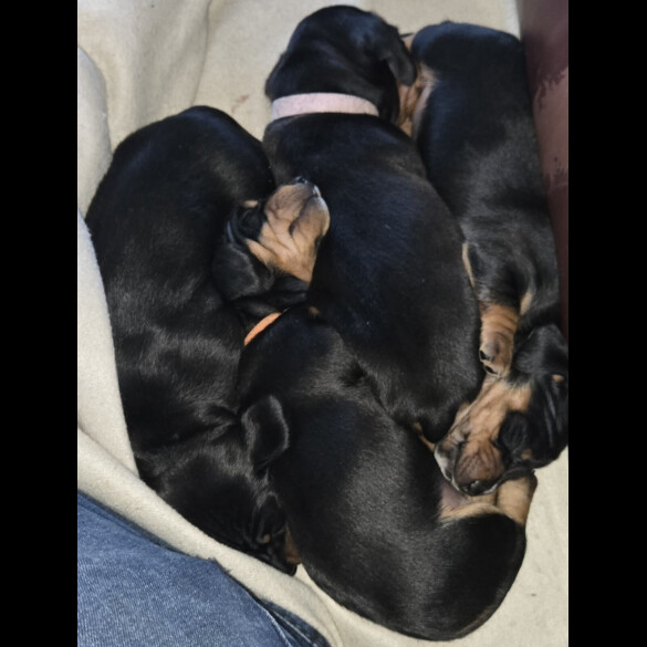 Dachshund (Smooth Haired)