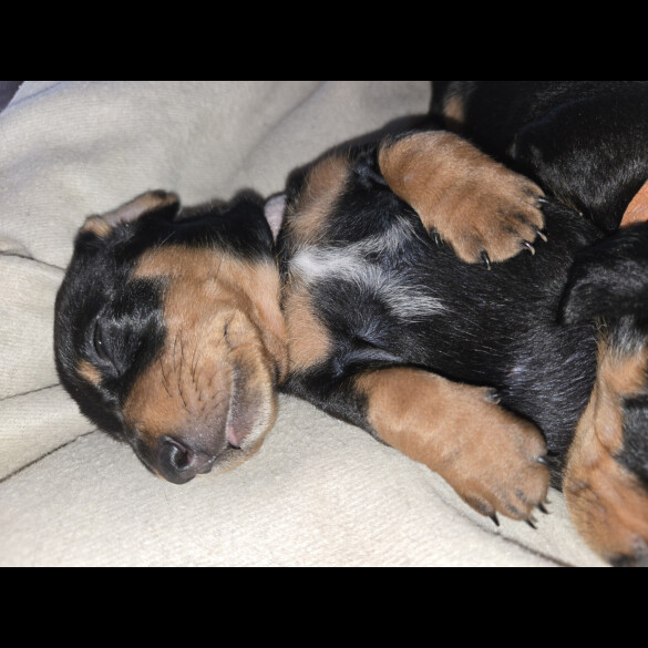 Dachshund (Smooth Haired)