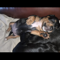 Dachshund (Smooth Haired)