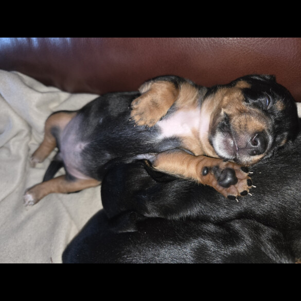 Dachshund (Smooth Haired)