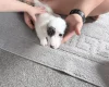 Dachshund (Smooth Haired)