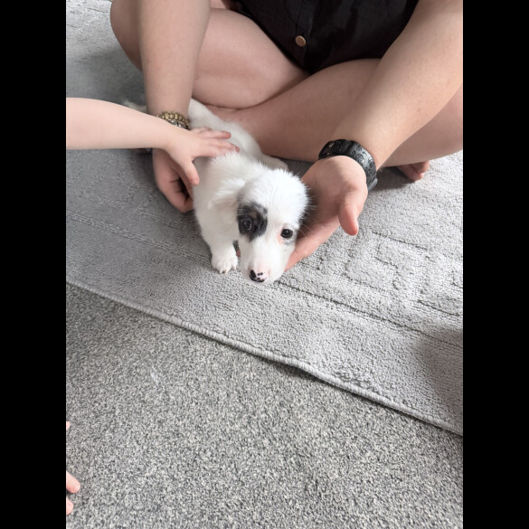 Dachshund (Smooth Haired)