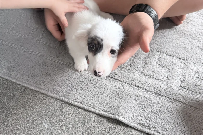 Dachshund (Smooth Haired)
