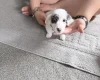 Dachshund (Smooth Haired)