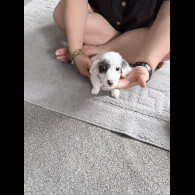 Dachshund (Smooth Haired)